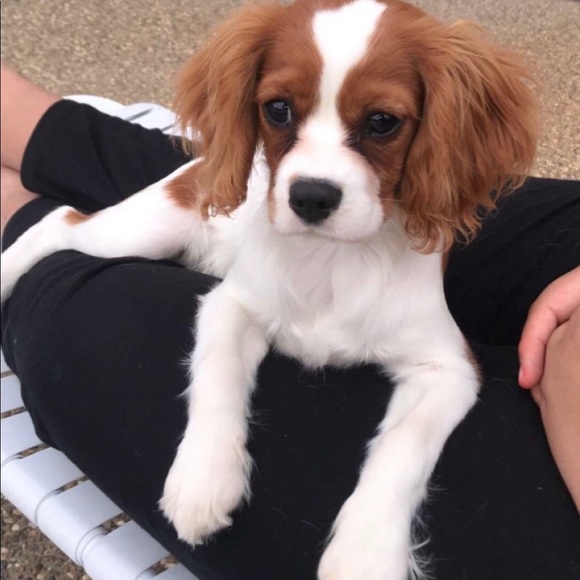 Meet your Posher, Aj - Picture 4 of 9